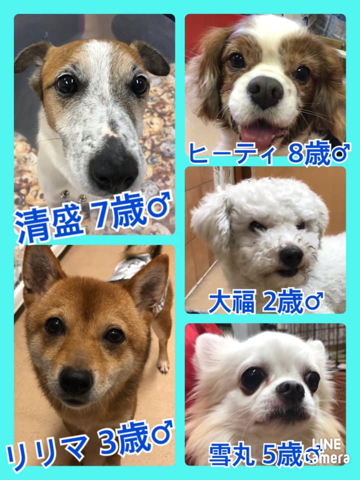 🐾今日の里親様募集中ワンコ🐶メンバーです🐾2020,11,23